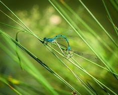 mating dragonflies on thin stems of a plant