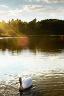 nice Swan on the pond