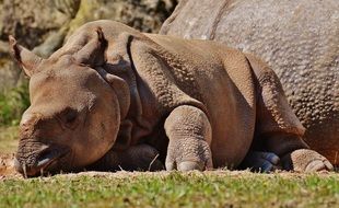 Rhino Young Animal laying in the sun portrait