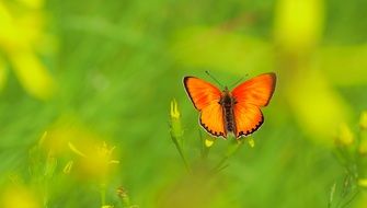 yellow scarce copper butterfly