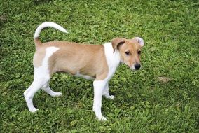 pretty Jack Russell Terrier