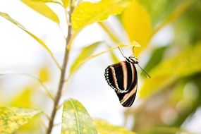 wonderful and beautiful Yellow Butterfly