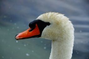 Head of the black and white swan
