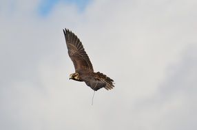 pride falcon in the sky