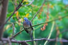wild dove on the tree branch
