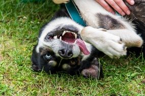 funny husky is playing with the owner