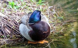 Sleeping blue Duck