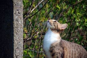 young domestic cat outdoor