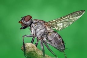 Housefly pest Insect Macro