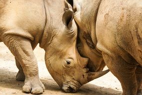 two rhino in the wild close-up