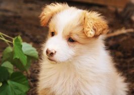 cute fluffy red white puppy