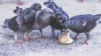 merpati dekat roti