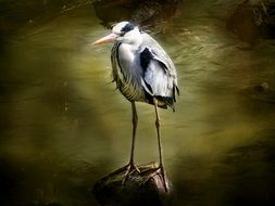 Egret on a blurred background
