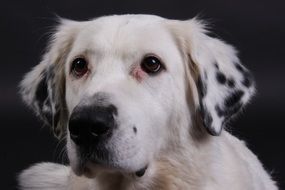 cute dogs muzzle with spotted ears