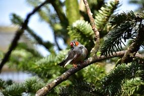 small bird finch sitting on a tree