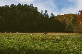 Deer stag in the wildlife