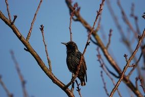 perched starling in spring