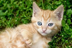 Ginger Kitten Red Kitten