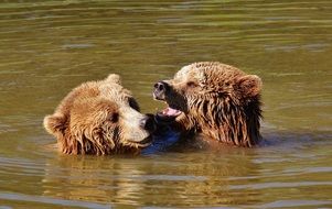 Two bears playing in the water