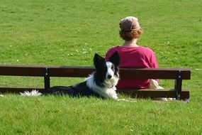 Border Collie lays on grass near person sitting on bench