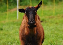 brown goat on the meadow