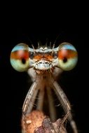 colorful eyes of Damselfly