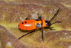 big red beetle on a green plant