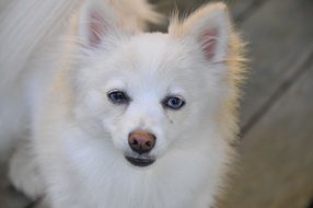 white fluffy dog close up