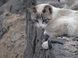 Siamese cat on a gray stone