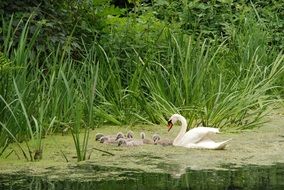 family swans is swimming in the pond