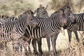 perfect beautiful Zebra Africa