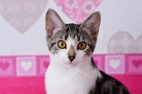 home cat on pink wallpaper background