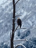 eagle in the snowy forest on the tree