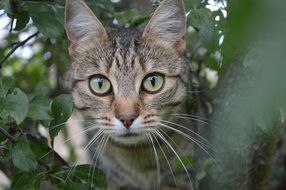Cat looking straight from the tree