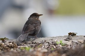 Bird on a ground