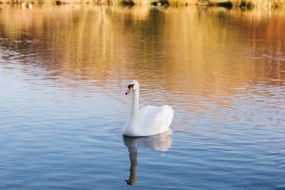 white swan on the pond in a natural environment