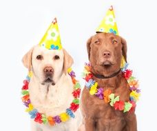 two labrador in festive decorations