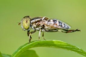 insect with big eyes