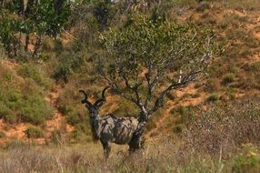 Kudu in the wildlife