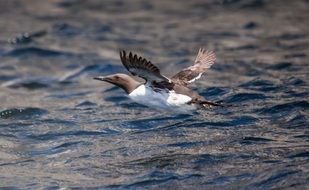 guillemot flies over the water