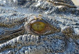 Eye of the crocodile close-up