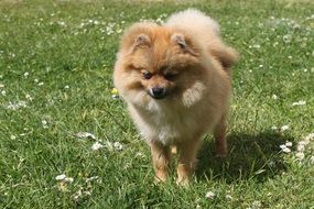 Miniature Dog Spitz walks on a green meadow