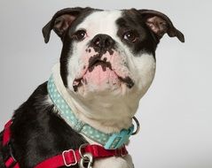 photo of a bulldog with a blue collar