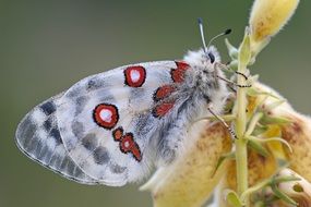 apollo butterfly on flower