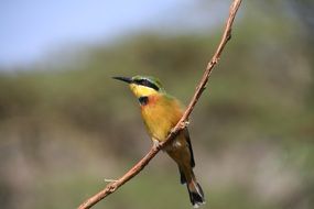 perfect beautiful Bird Africa