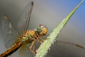 dragonfly on the plant stem