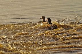 two ducks splashing in the water in the sun