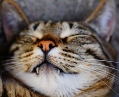 sleeping happy cat