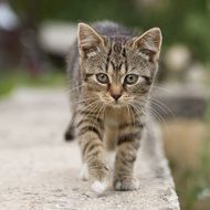 little cat goes on the parapet