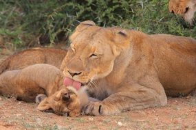 Mother lioness with the cute small lion